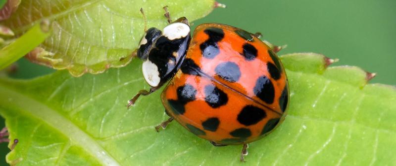 Historia i ewolucja Biedronki