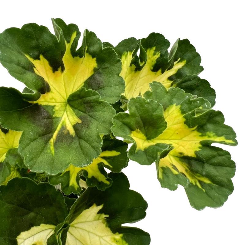 Kiedy kupować pelargonie