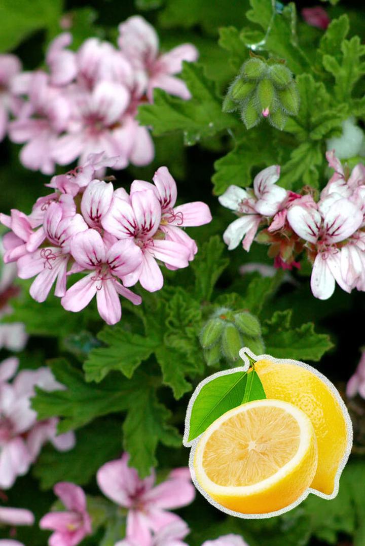 Porady dla początkujących pelargonie