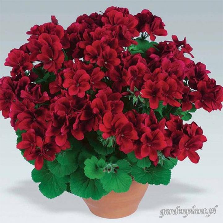 Sezon na pelargonie w sklepach
