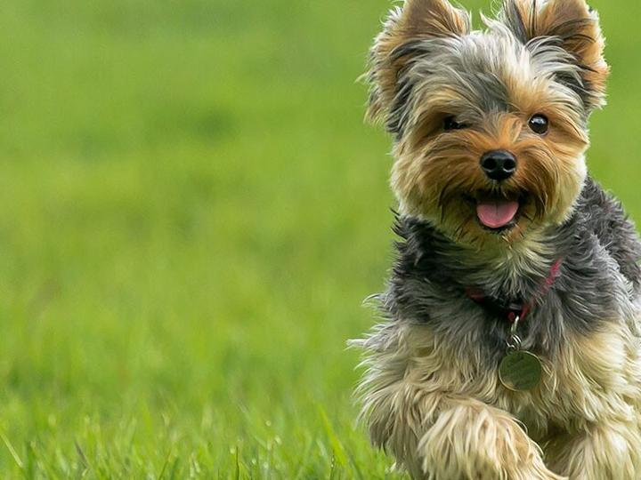 Charakterystyka rasy yorkshire terrier