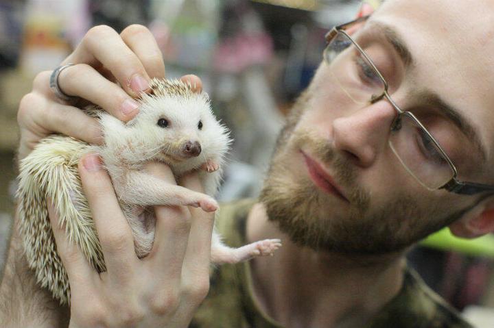 Wymagania i warunki hodowli jeża domowego