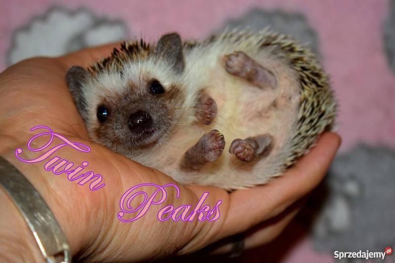 Zakup jeża w sklepie zoologicznym