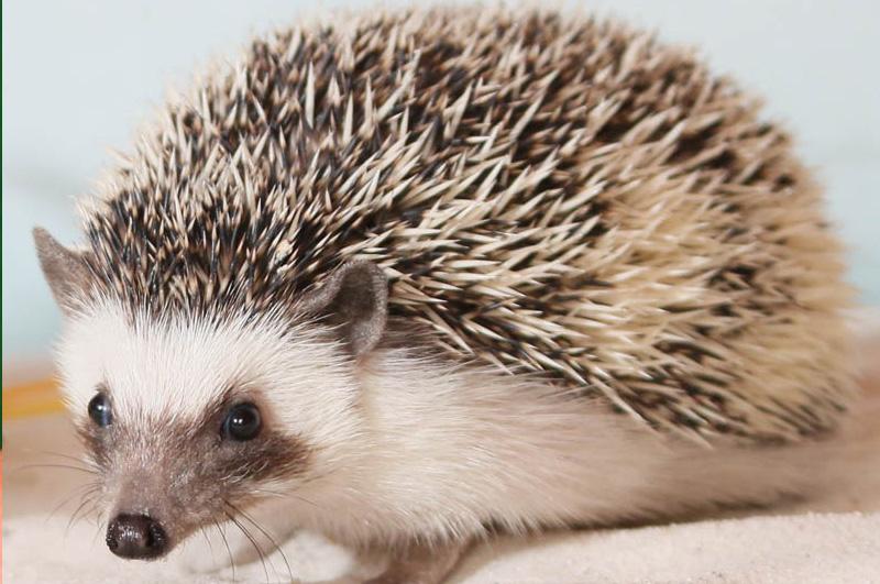 Czy można kupić jeża w sklepie zoologicznym? Sprawdź, co musisz wiedzieć!