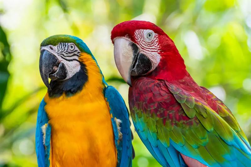 Ceny papug w sklepach zoologicznych