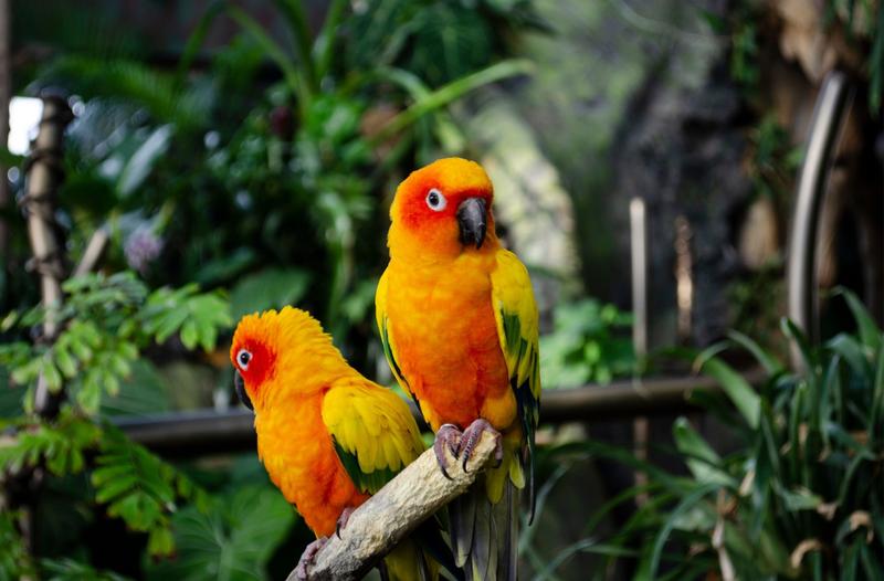 Dodatkowe wydatki związane z papugami