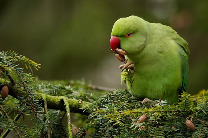 Porównanie cen papug w różnych regionach kraju