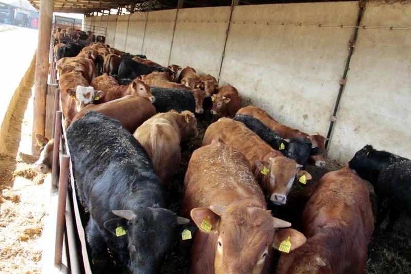 Ceny wołowiny w sklepach – ile kosztuje kilogram ulubionego mięsa?