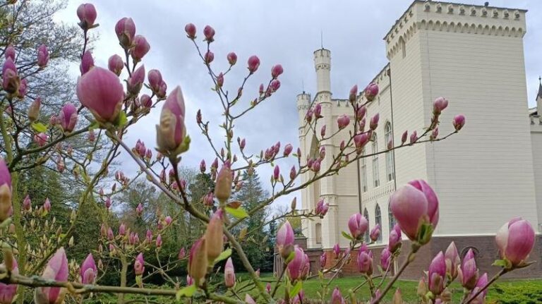 Gdzie szukać magnolii? Przewodnik po otwartych sklepach w Twojej okolicy